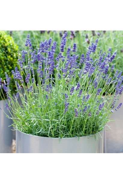Lavandula Izida в контейнері в ландшафті